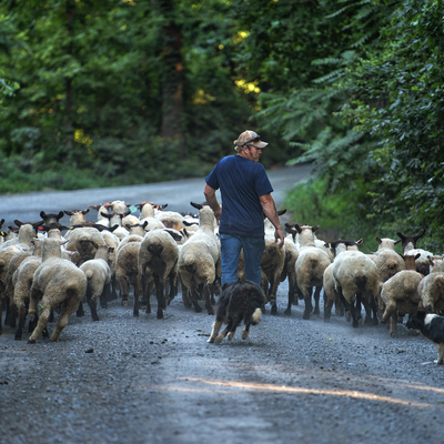 Allen Cochran guides his sheep along Foundry Road to a pasture in western Loudoun County.